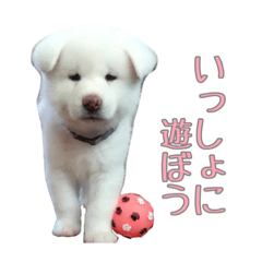 秋田犬の杏と蘭