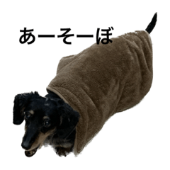 ダックスのクーちゃん