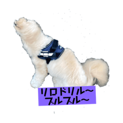 スピプーリロロン⓸♪