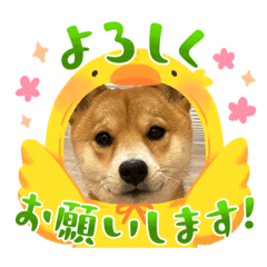 柴犬　あいさつ　モチャ