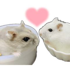 はむちゃんず‪︎︎︎︎︎☺︎