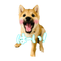 柴犬の一年中使える便利なスタンプ