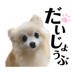 わんずと仲間達　デカ文字　アニマル