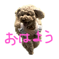 トイプードルアツコちゃん日常