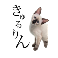 シャム猫スタンプ【ベル】