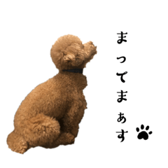 トイプードルジョウのスタンプ2