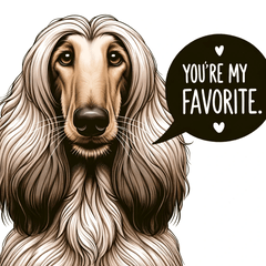 アフガンの表情