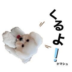 マシュマロ（犬）