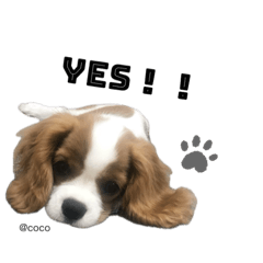 キャバリアcocoちゃんのスタンプ