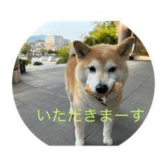 ツンデレ柴犬メイちゃん