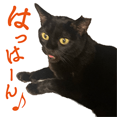 お姫様黒猫ぼたん