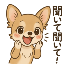 おしゃまチワワちゃん