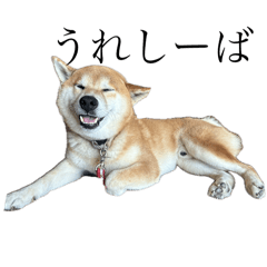 柴犬りょうあん