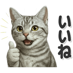 毎日使える！アメリカンショートヘア