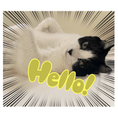 白黒猫のスタンプ！