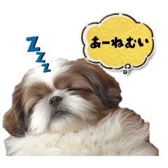 シーズー犬いっぱい