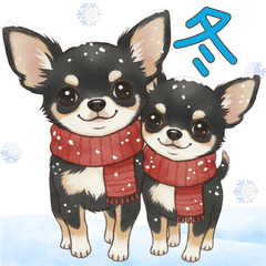 さむ～い冬♡チワワ