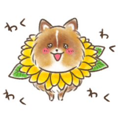 ポメラニアンのHACHI