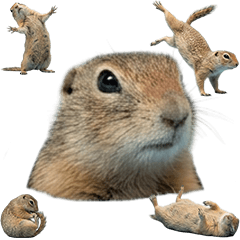 リチャードソンジリス　実写