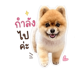 Charcoal Pomeranian (Girl)