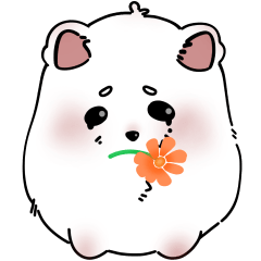 Pomeranian dog, Pom-pom