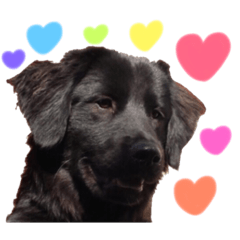 りえちゃんちのわんこたち