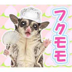 夏だよ！フクロモモンガの日常