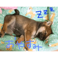 豆柴のマメ子ちゃん