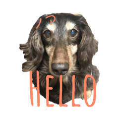 うちのワンコたち！