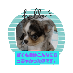 わんこ くっきースタンプ