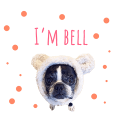 ボストンテリア   ベル   l’M BELL