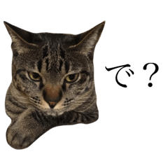 保護ねこの日常１