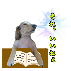 毎日使える ミニチュアダックスフント 日常