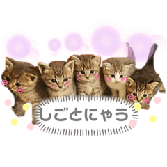 我が家のうなちゃん