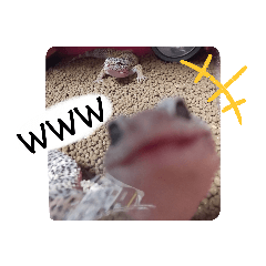 ひょうもんちゃんfamily　さんっ！