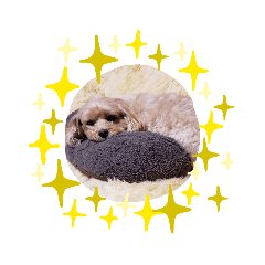 うちのララちゃんversion3