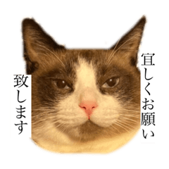 たぬきと申します