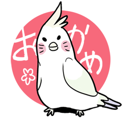 オカメインコの岡目さん