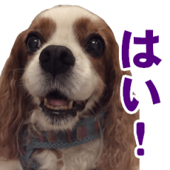 キャバリアゆめちゃん