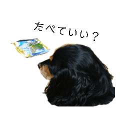 ミックスのくぅちゃん2