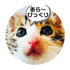 根っこからネコ