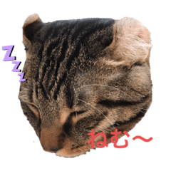 我が家のかえでさん