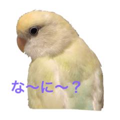 チビちゃん達の日常