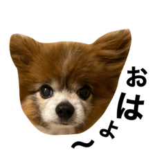 愛犬ちょこちゃん！