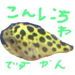 魚たちがいます。