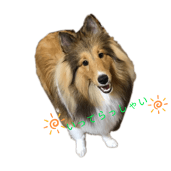 シェルティ さきちの日常❤︎*。