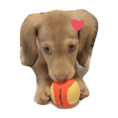 こん家のこむぎちゃん