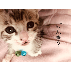 ネコさんきょうだい