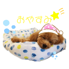 わんこのペロちゃん