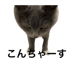 ジョニオのスタンプ(feat.すずしろ)